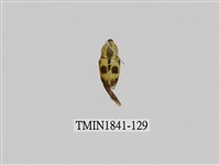 藏品(菲律賓產昆蟲)的圖片